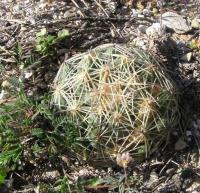 Coryphantha_radians_GM_950.2.jpg