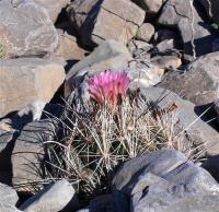 Coryphantha_ramillosa_GM_1233.22.jpg