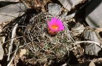 Coryphantha_ramillosa_GM_669.jpg