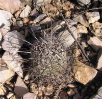 Coryphantha_ramillosa_GM_822.jpg