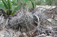 Coryphantha_ramillosa_ssp._santarosa_GM_831.jpg