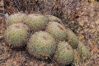 Coryphantha_recurvata_GM_1322.7.jpg