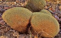 Coryphantha_recurvata_GM_1323.3.jpg