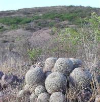 Coryphantha_recurvata_GM_977.2.jpg