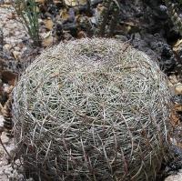 Coryphantha_recurvata_GM_977.6.jpg