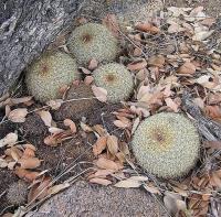 Coryphantha_recurvata_GM_979.jpg