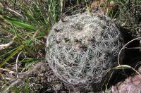 Coryphantha_recurvata_ssp._canatlanensis_GM_932.jpg