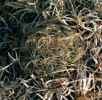 Coryphantha_retusa_GM_532.jpg