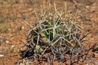 Coryphantha_robustispina_GM_1322.jpg