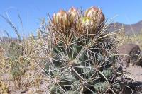 Coryphantha_robustispina_GM_981.2.jpg