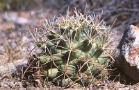 Coryphantha_robustispina_ssp._scheeri_GM_685.jpg