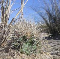 Coryphantha_robustispina_ssp._uncinata_GM_986.1.jpg