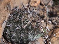 Coryphantha_salinensis_GM_1649.2.jpg