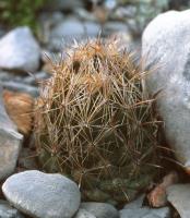 Coryphantha_salinensis_GM_643.jpg