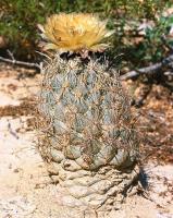 Coryphantha_salinensis_GM_649.1.jpg