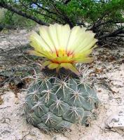 Coryphantha_salinensis_GM_856.jpg