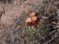 Coryphantha_stipitata_GM_1485.1.jpg