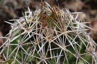 Coryphantha_sulcata_GM_1335.jpg