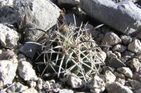 Coryphantha_sulcata_GM_823.jpg