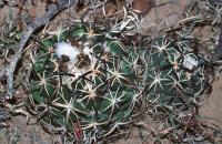 Coryphantha_tripugionacantha_GM_712.jpg