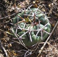 Coryphantha_valida_GM_957.jpg
