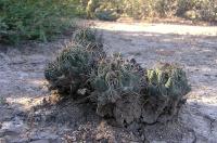 Coryphantha_vaupeliana._GM_798.jpg