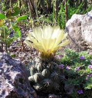 Coryphantha_vaupeliana_GM_809.jpg