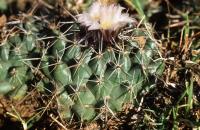 Coryphantha_vogtherriana_GM_727.jpg