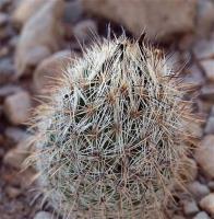 Coryphantha_werdermannii_GM_1233.6.jpg