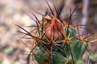 Coryphantha_wohlschlageri_GM_1360.5.jpg