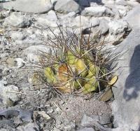Coryphantha_wohlschlageri_GM_341.jpg