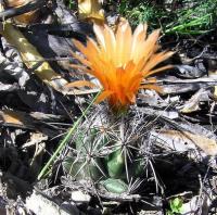 Coryphantha_wohlschlageri_GM_796.jpg