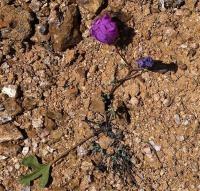 Cristaria_molinae_GM_1168.3.jpg