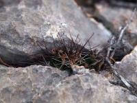 Cumarinia_odorata_GM_1532.jpg