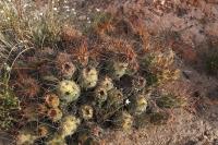 Cumulopuntia_boliviana_GM_1376.29.jpg