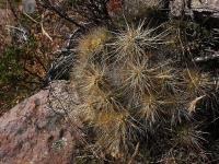 Cumulopuntia_boliviana_GM_1388.5.jpg