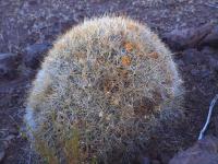 Cumulopuntia_boliviana_GM_1552.2.jpg