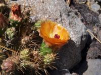 Cumulopuntia_sphaerica_GM_1115.6.jpg