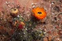 Cumulopuntia_sphaerica_GM_1376.13.jpg
