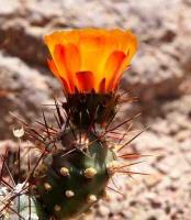 Cumulopuntia_sphaerica_GM_1376.2.jpg