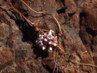 Cuscata_chilensis_GM_1463.9.jpg