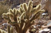 Cylindropuntia_bigelowii_GM_1314.1.jpg