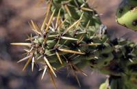 Cylindropuntia_cholla_GM_1280.17.jpg