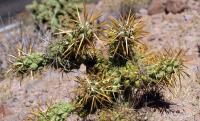 Cylindropuntia_cholla_GM_1291.jpg