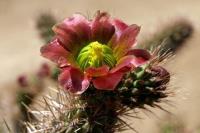 Cylindropuntia_ganderi_GM_1312.1.jpg
