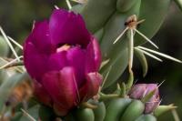 Cylindropuntia_imbricata_GM_1365.12.jpg