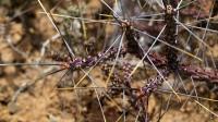 Cylindropuntia_molesta_GM_1301.jpg