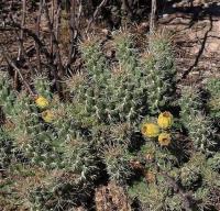 Cylindropuntia_sp._GM_1247.7.jpg