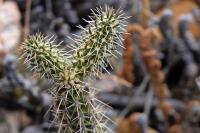 Cylindropuntia_spinosior_GM_1329.4.jpg