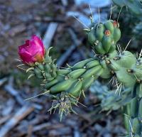 Cylindropuntia_tunicata_GM_1258.16.jpg